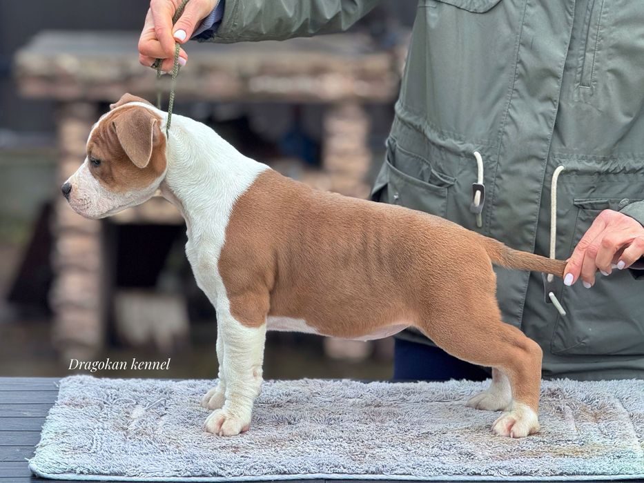 Pui amstaff rasa pură cu pedigree