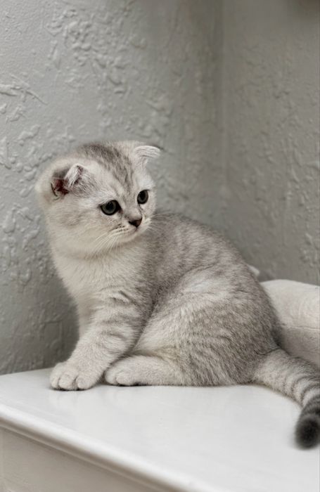 Шотландски котенца