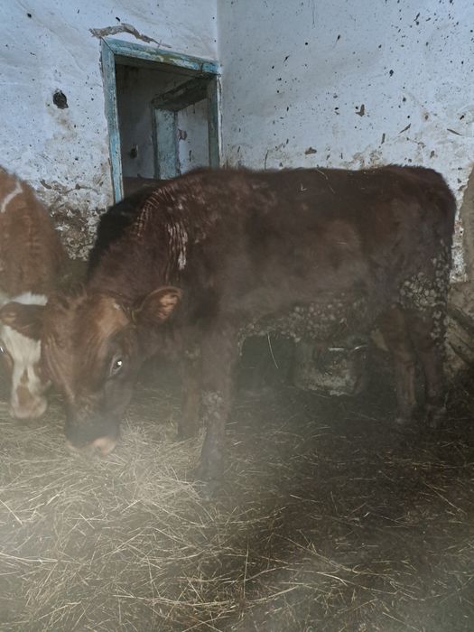 Продам быка на доращивание