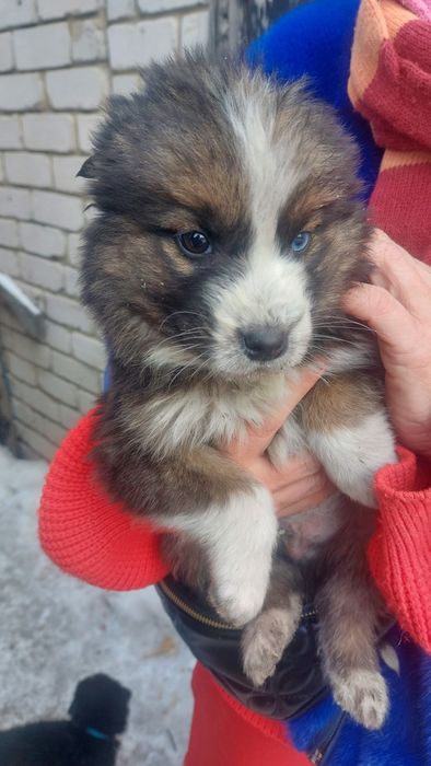 Отдаю щенков в надёжные добрые руки