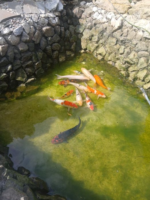 Vand pesti crap koi