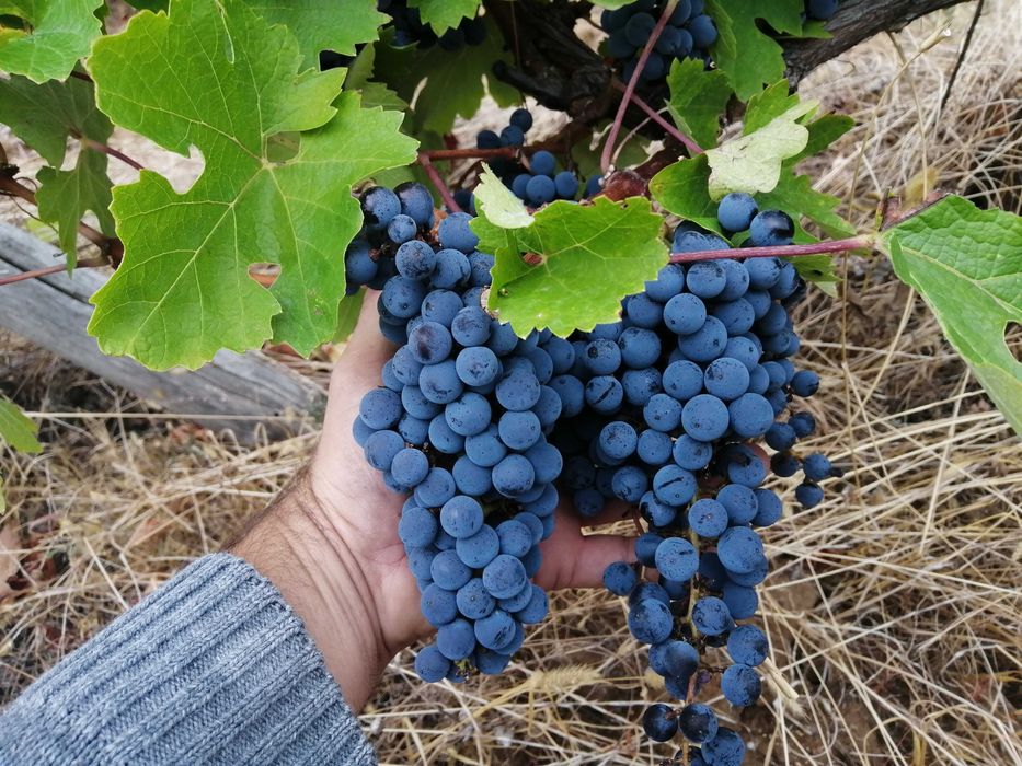 Грозде Каберне Совиньон 2025 Мускат отонел, Совиньон Блан , Траминер