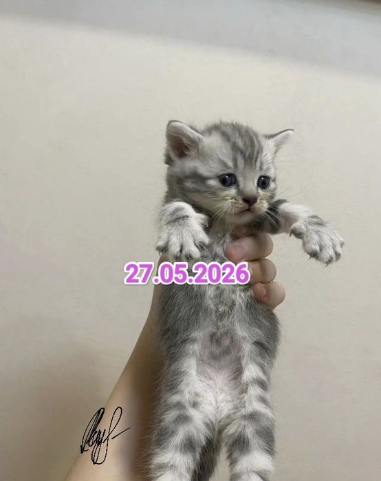 Чистокровные Британские котята