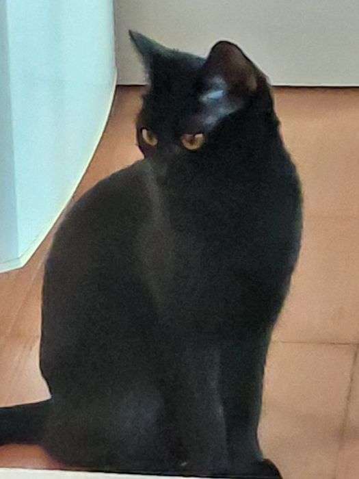 Отдам в добрые руки.