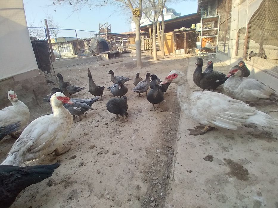 Индо-уткий 18 шт .