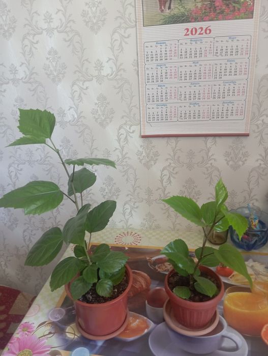 Продам комнатные цветы