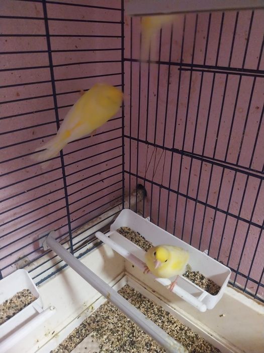 Canari ciapleri tineri