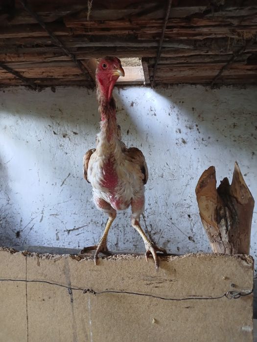 Сатылады дакан парымен