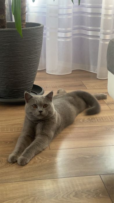 British ShortHair