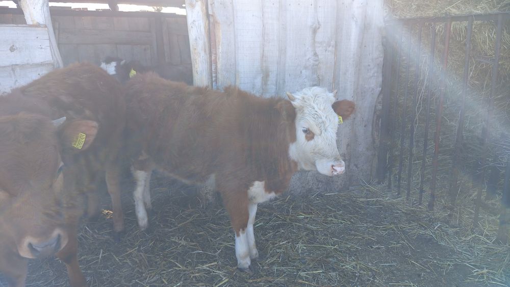 Продается телка 11месяцев