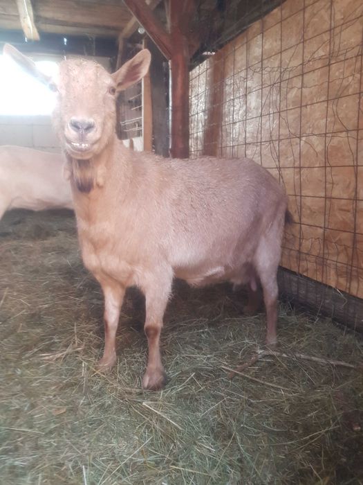 Vand capre foarte bune