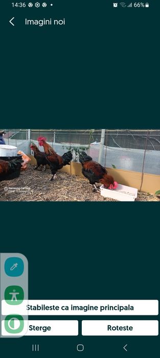 Vand oua pentru incubat de Marans