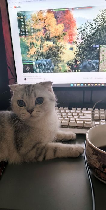 Вислоухая кошка скотиш фолд и Страйт