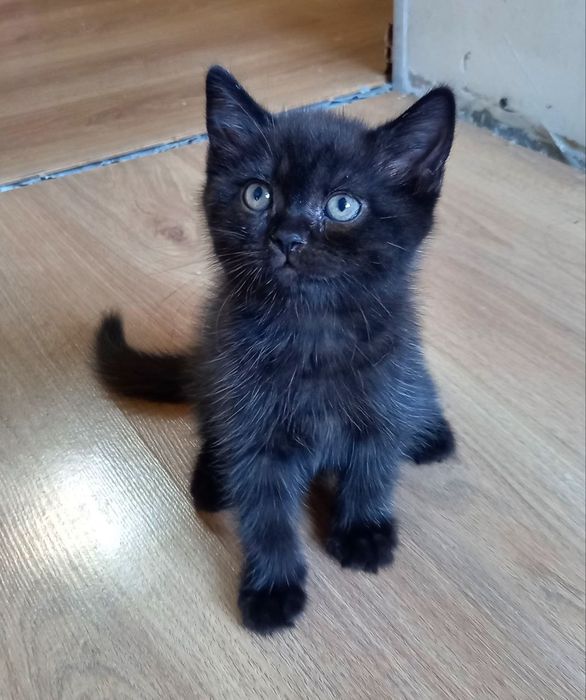 Котенок девочка скоттиш страйт