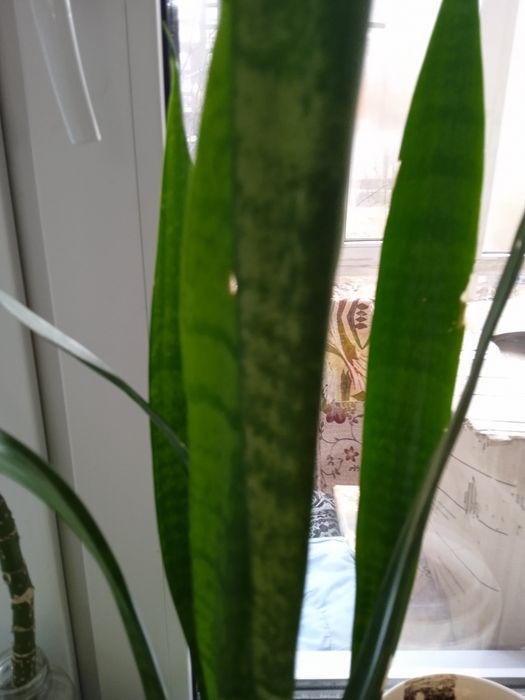 Продам цветы недорого