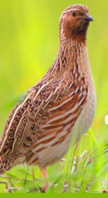 Bedana sotiladi qafasiyam bor sayroda