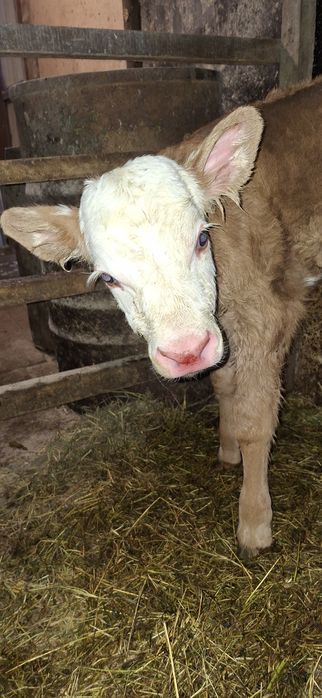 Телочка Семинтау один день отроду