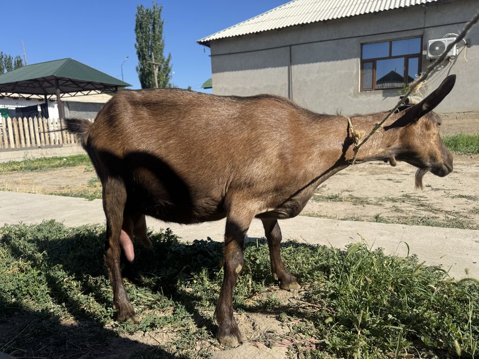 Орыс ешкі сауынды, сүт, альпий занен сатылады