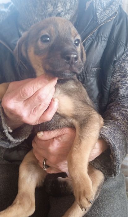 Щенок мальчик 3  месяца