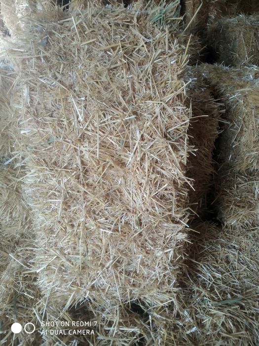 Олий нав жуда яхши