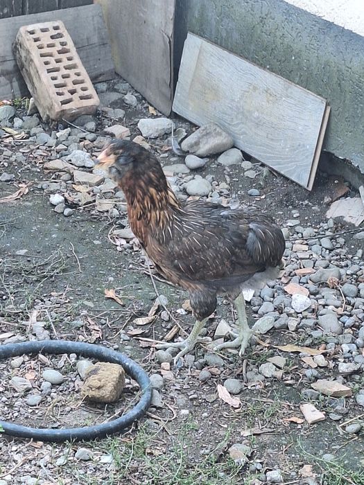 Cocosi si gaini araucana