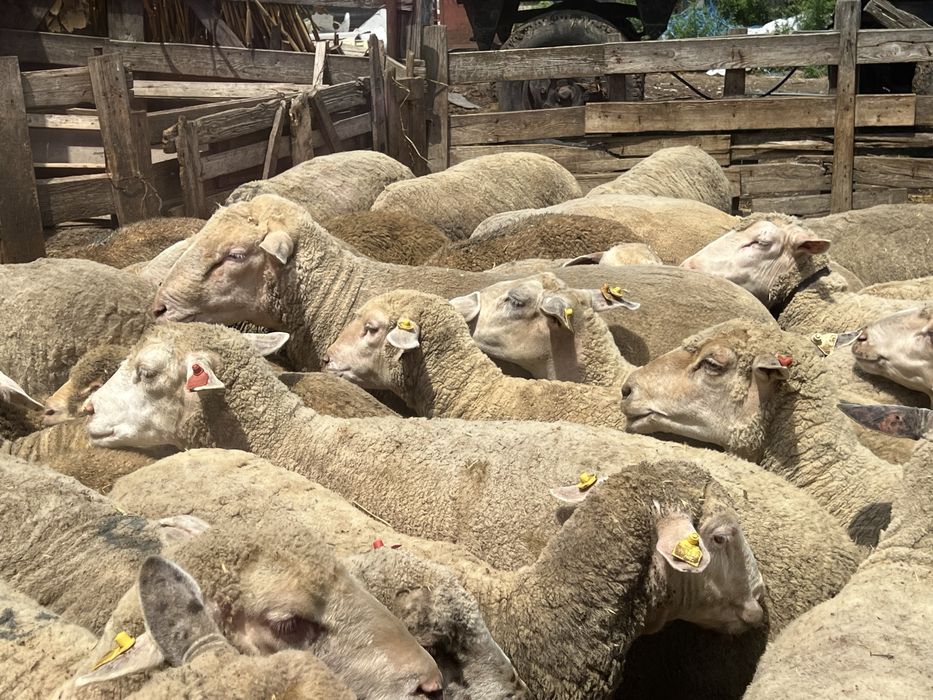 Oi merinos de palas de vanzare