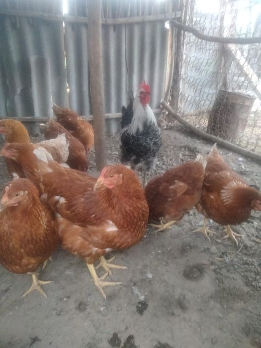 Куры, тауық ломан браун