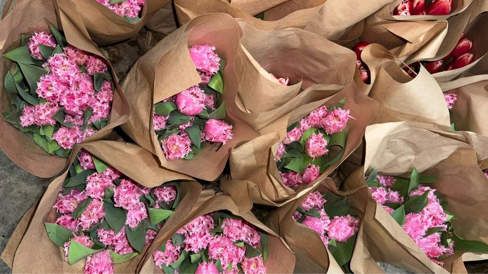 Тюльпан оптом/розница (Принимаем предзаказы на тюльпаны)