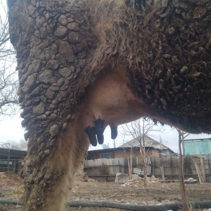 Бұзаулы сиыр сатылады .