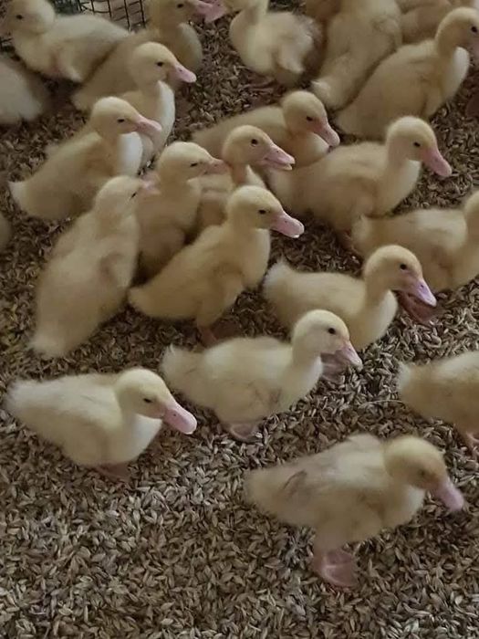 Pui rasa mixta,alb de carne,rate,bibilici,curcani,gaini(transport )