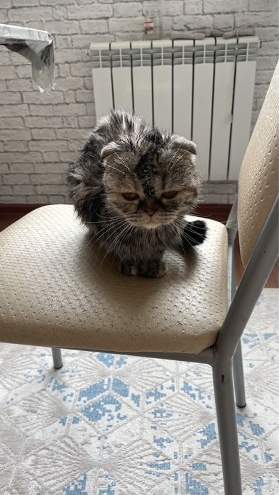 Кошка в добрые руки