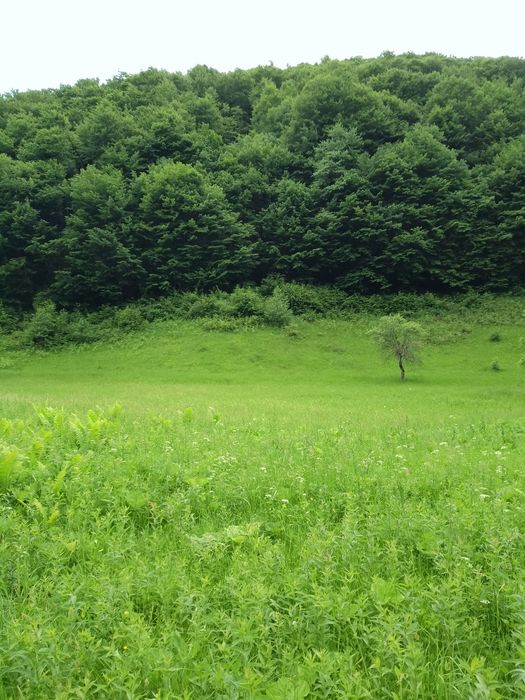 Teren-munte-rau-Bulzestii de Jos-Hunedoara - Vedere 3