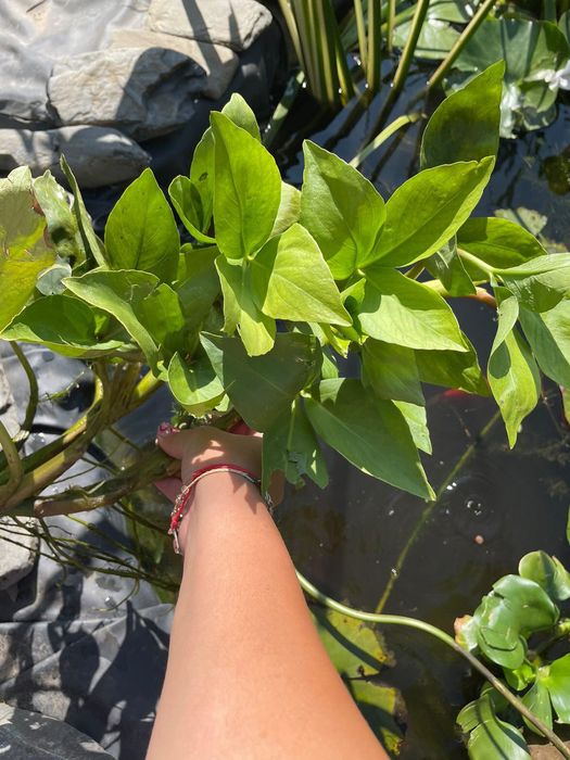 Водни растения много видове.