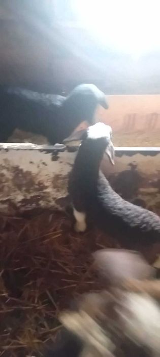 Vand miei de 2 mai multe detalii la tel