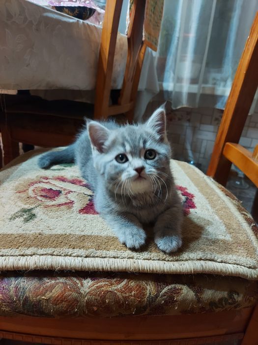 Продаю породистых котят
