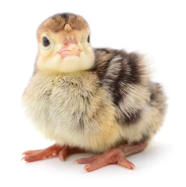 Inkubator nasiya savdoga