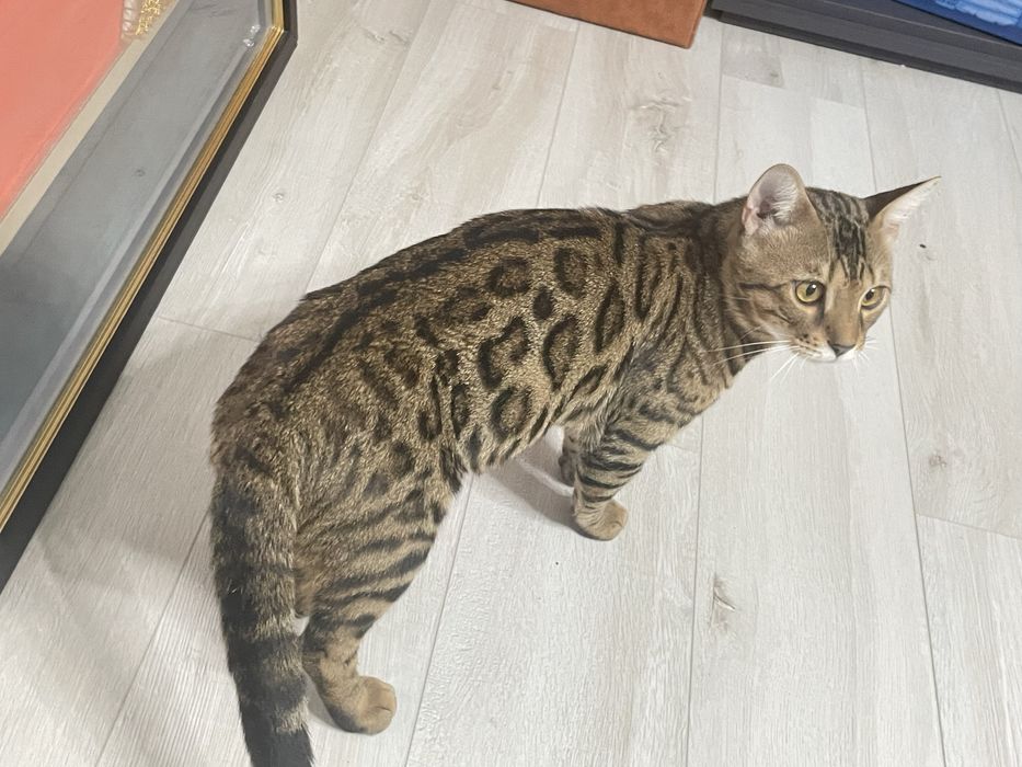 Бенгальский кот / Bengal Cat