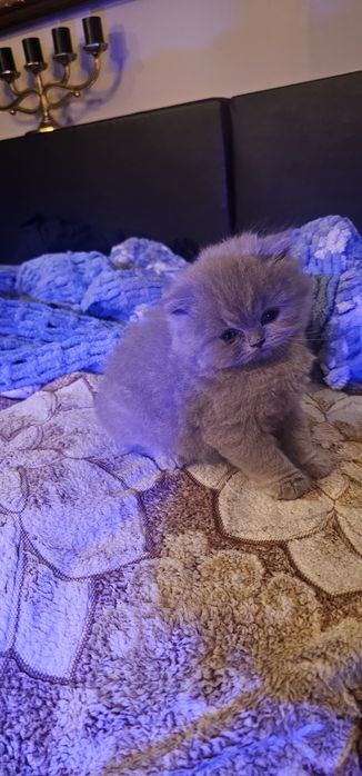 Британско дългокосместо коте