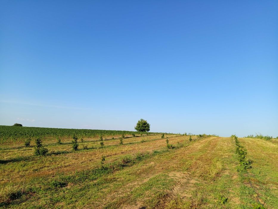 Продава се Земеделски имот в Асеновград -  кв.м за 3 €/дка - Снимка #5