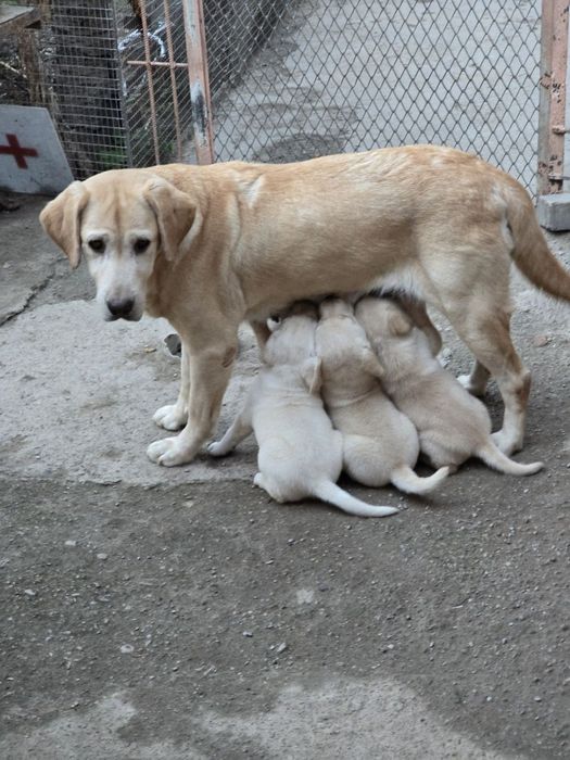Продаются Щенки Лабрадора