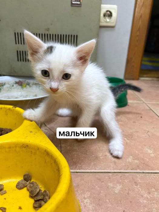 котята, в добрые руки