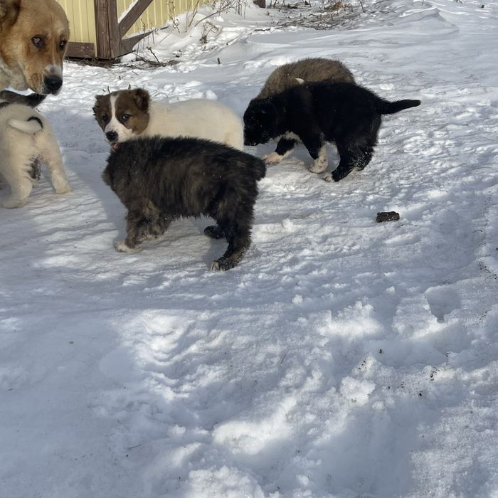 Щенки Алабая/Сао