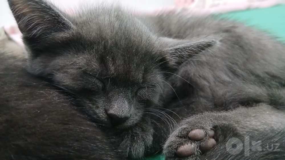 Котик в подарок в добрые руки