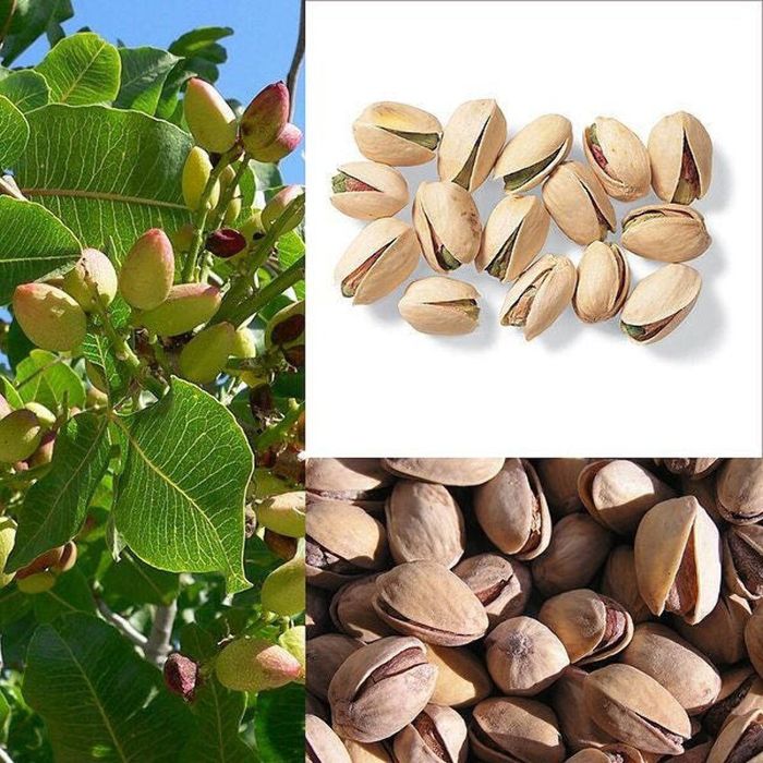 Pomi Exotici (Soiuri De Fistic )