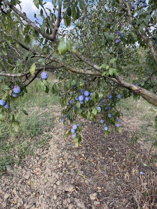 Vand prune Anna Spath(anaşpet), pentru țuică/pălincă
