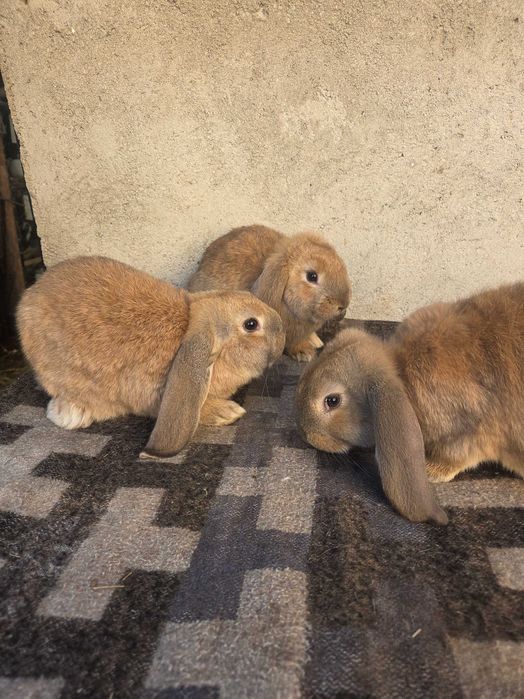 Super ofertă.  Iepuri berbec german