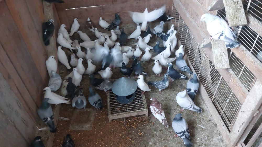 Porumbei voiajori  albi si colorati