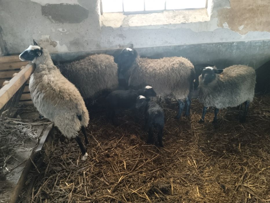 TiBerbec Romanov + 2 oi Romanov cu miei – rasă foarte profilica