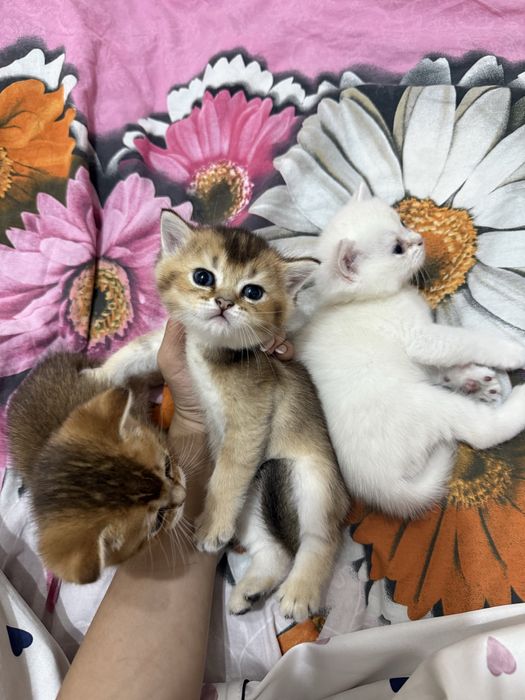 продаются котята шиншилы