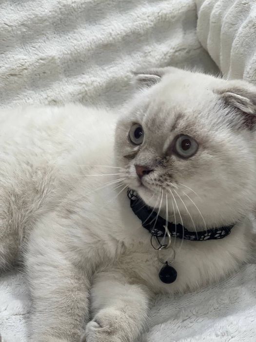 кошка скотиш фолд